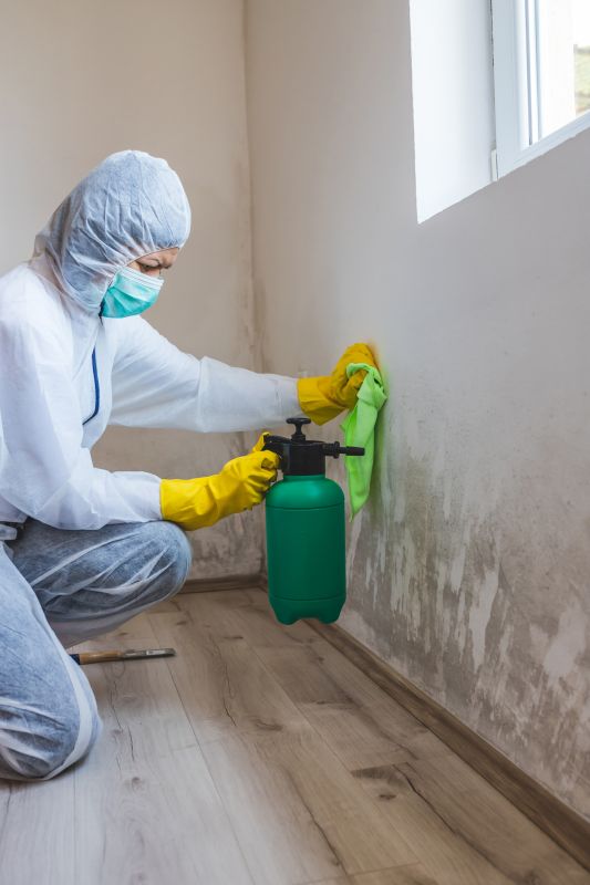Specialized Mold Removal Firms